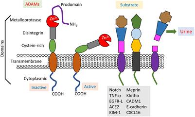 Renal ADAM10 and 17: Their Physiological and Medical Meanings